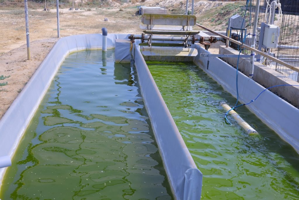 Green Dunaliella salina culture in its growth phase